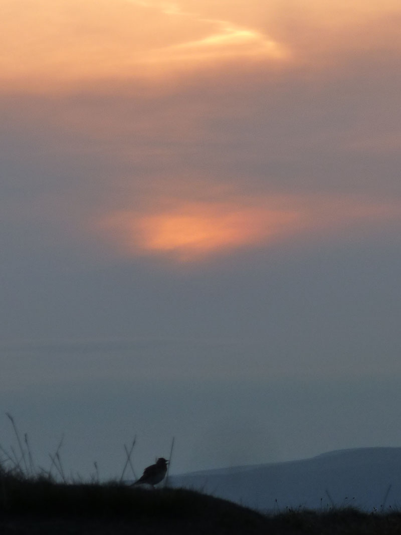 Meadow Pipit